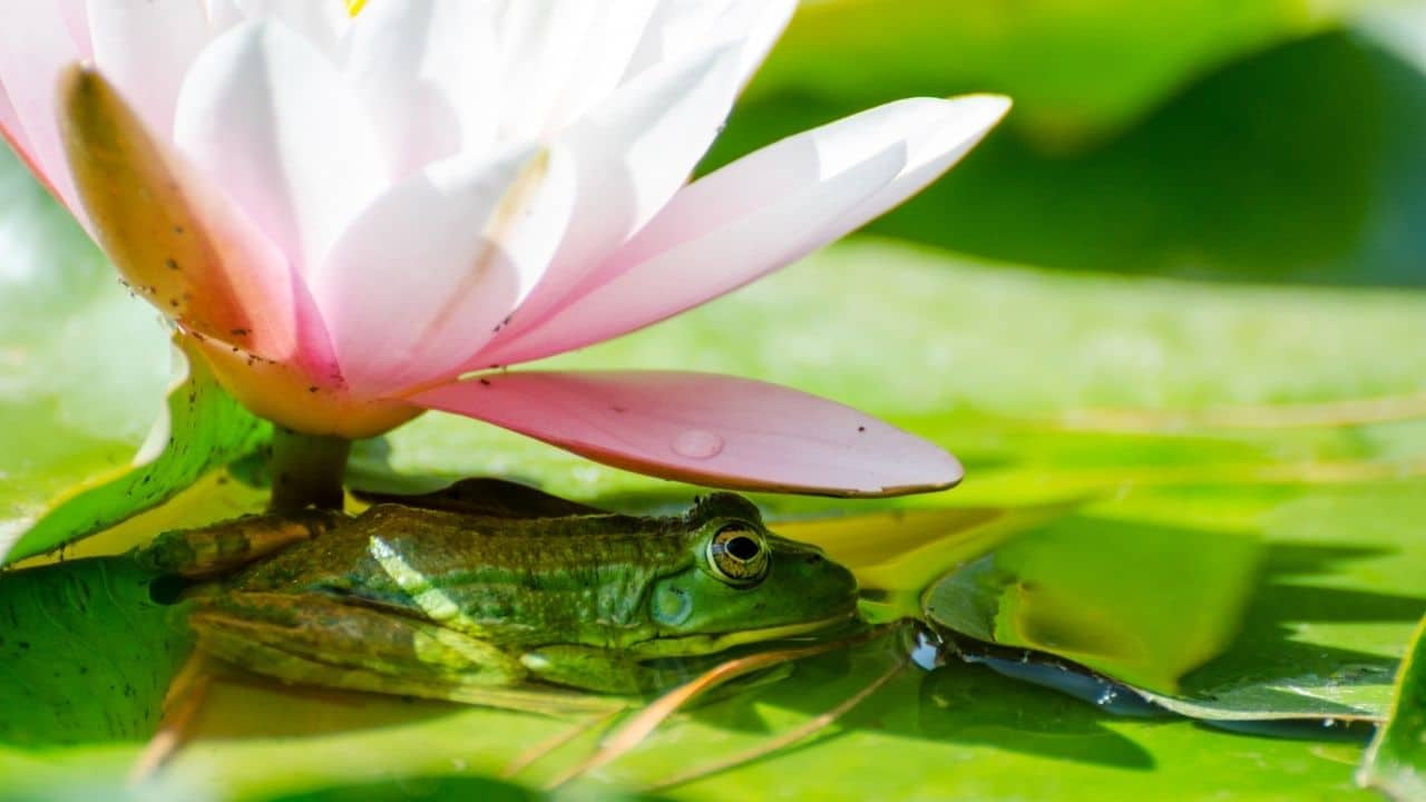 How Long Frogs Can Stay Underwater - 4 Important Factors