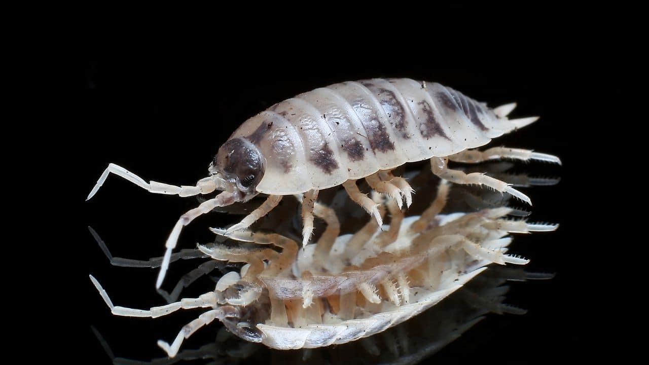 How Long Isopods Live - That's it!