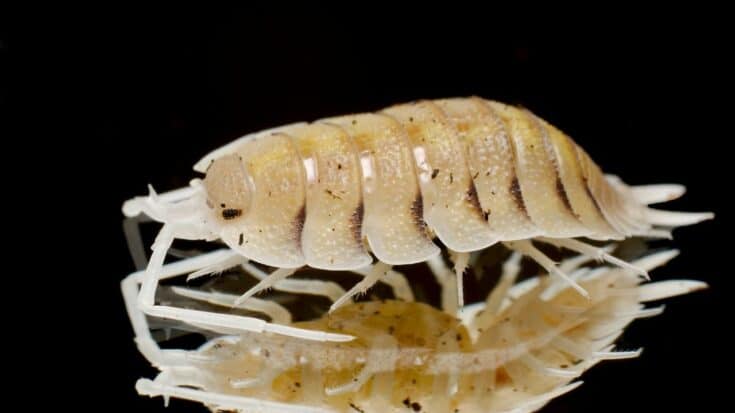 Why Isopods Prefer Dark Environments — The #1 Best Answer!