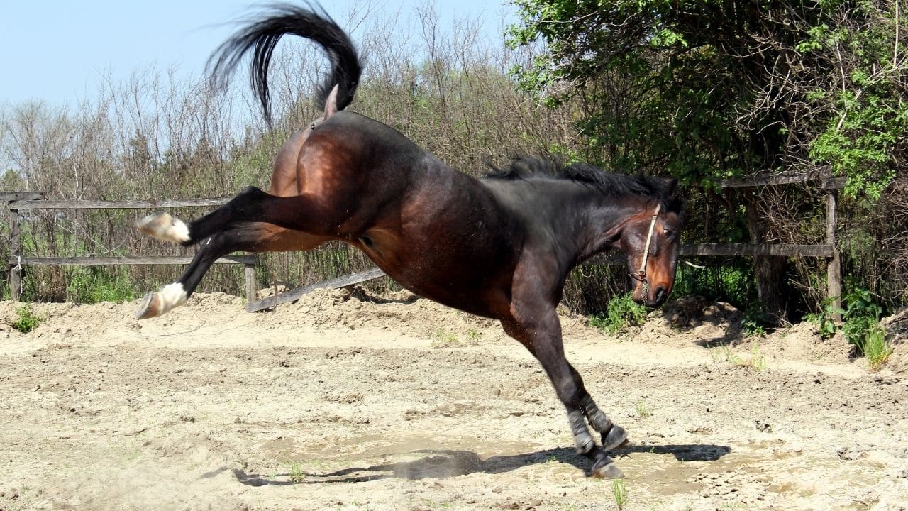 3 year old recovering in las vegas hospital after she was kicked in head by wild horse