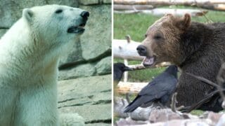 Polar Bear vs Grizzly Bear — Who Would Win