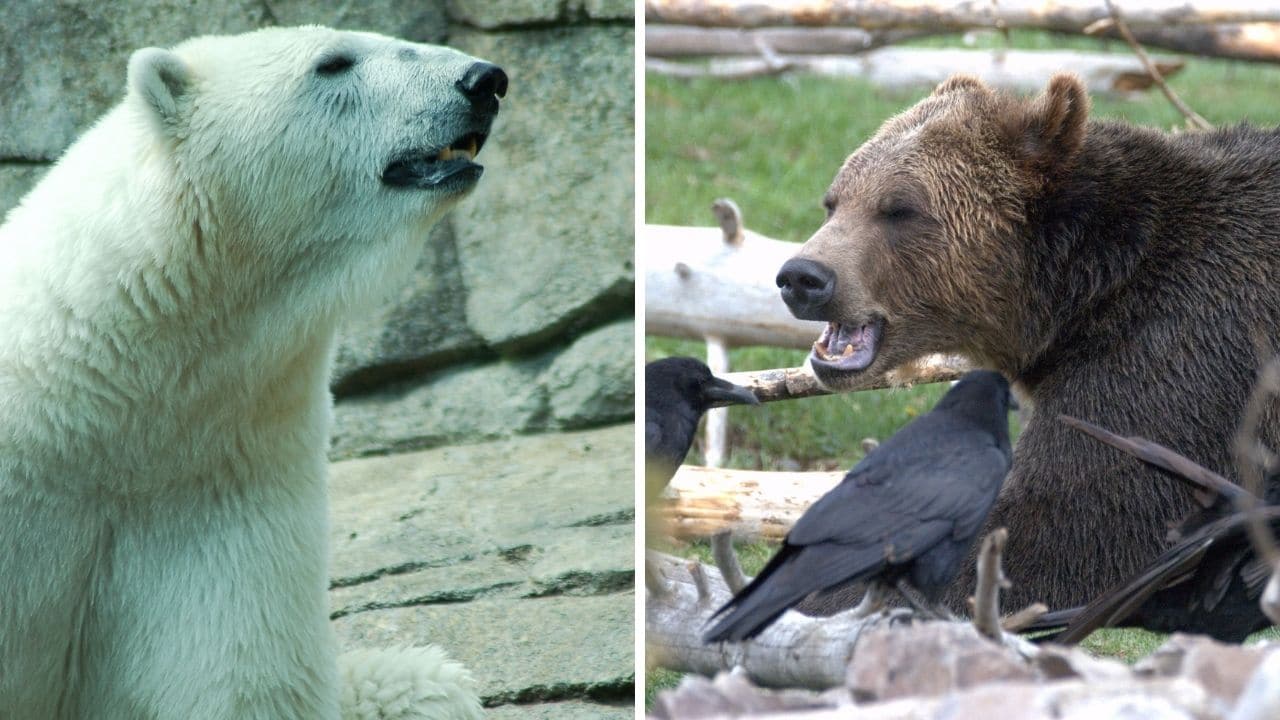 Polar Bear vs Grizzly Bear — Who Would Win? – animalfoodplanet