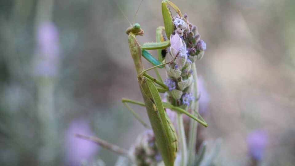 Cute Bugs, Insects, Arachnids, etc. — Look at Them Here!