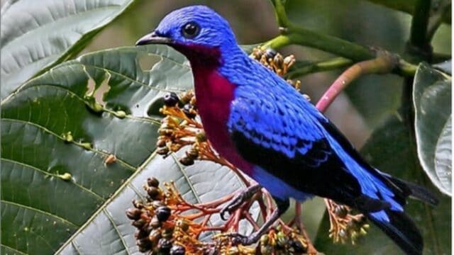 10 Purple Bird Breeds — Incredible Feathered Creatures