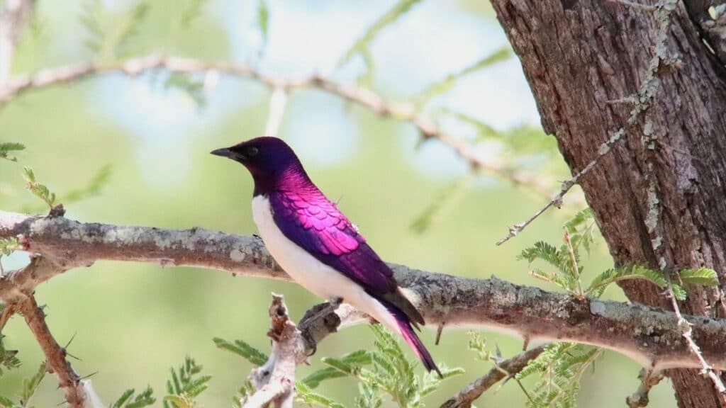 10 Purple Bird Breeds — Incredible Feathered Creatures