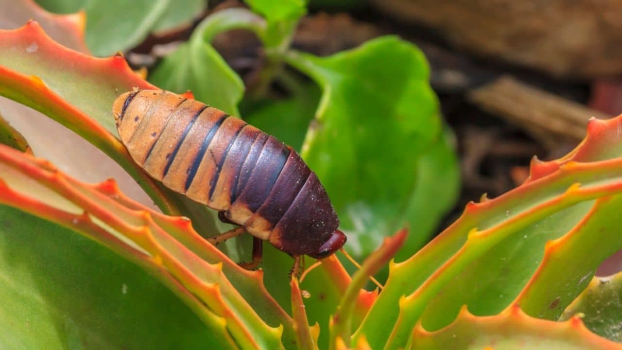 what-isopods-eat-what-you-need-to-know