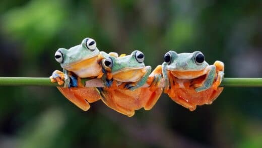 What Frogs Symbolize - Aha! Now I Know!