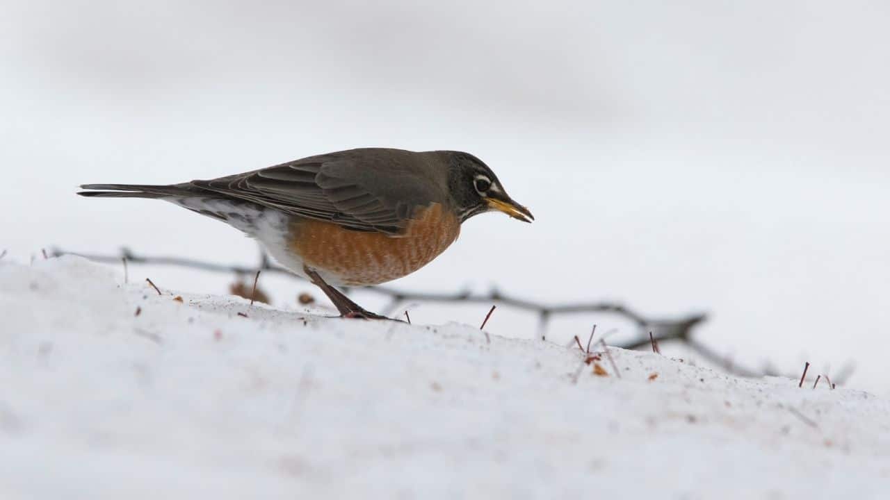 best winter food for robins