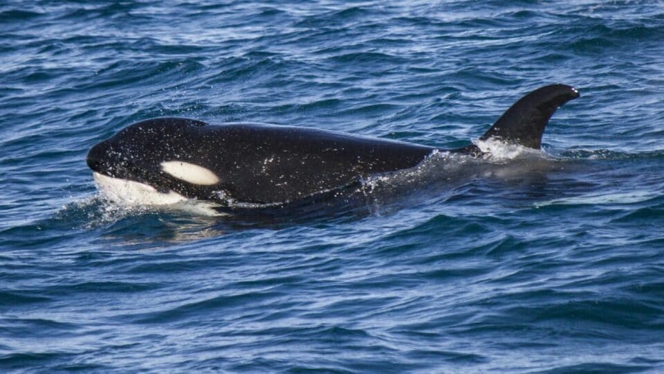 Where Killer Whales Eyes Are Located — Ooh, There They Are