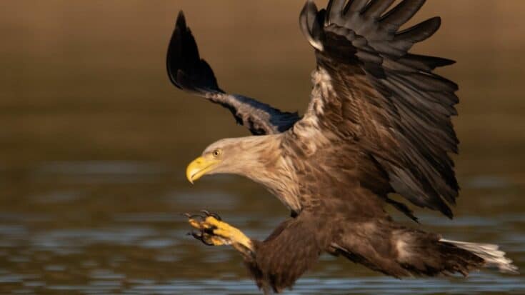 How Fast Eagles Fly – Wow! – animalfoodplanet