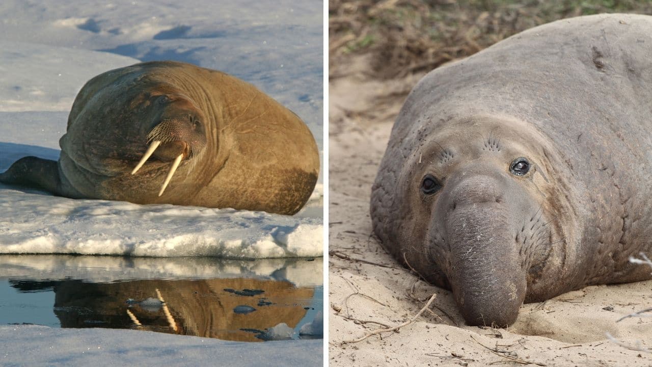 Who Would Win In A Fight A Walrus Or An Elephant Seal