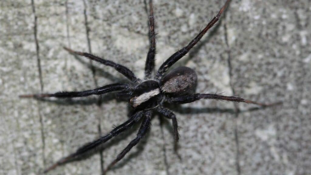 How Dangerous a Black Spider With a White Dot on its Back Is ...