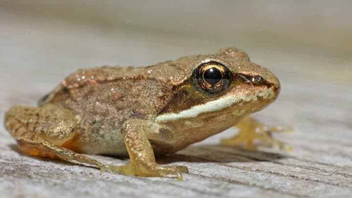 What Colors Frogs Are — Amazing!