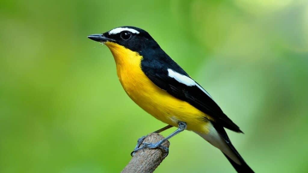 yellow-bird-with-black-wings-what-is-it