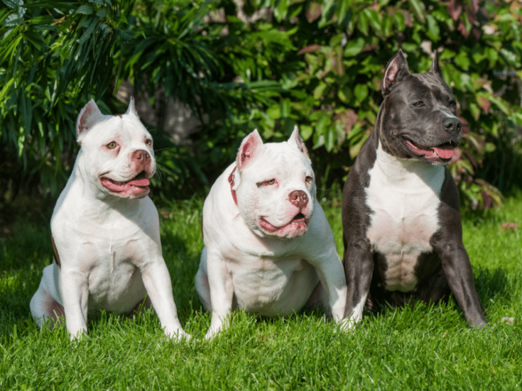 11 Best Bullypit Facts – American Bully Mixed with a Pitbull ...