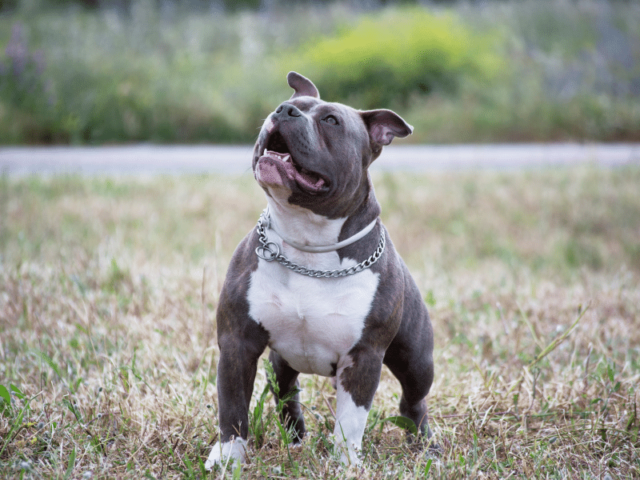 11 Best Bullypit Facts – American Bully Mixed with a Pitbull ...