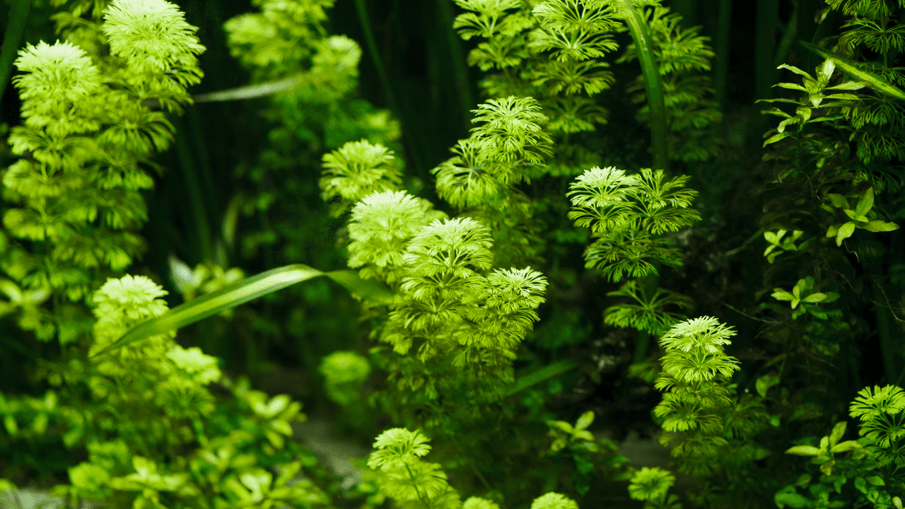 The 14 Best Bushy Aquarium Plants — Come on and See Them!