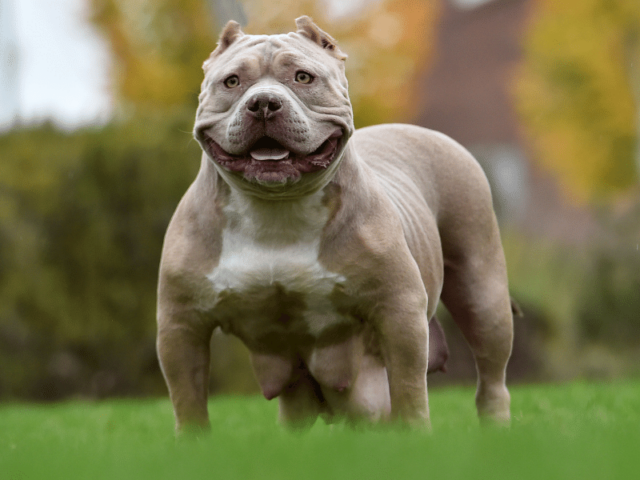 11 Best Bullypit Facts – American Bully Mixed with a Pitbull ...