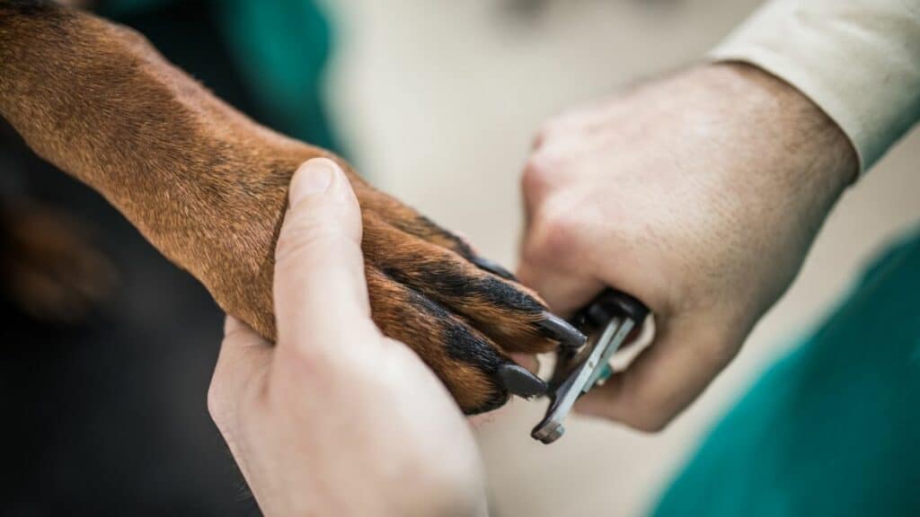 did-the-vet-cut-my-dog-s-nails-too-short-telltale-signs