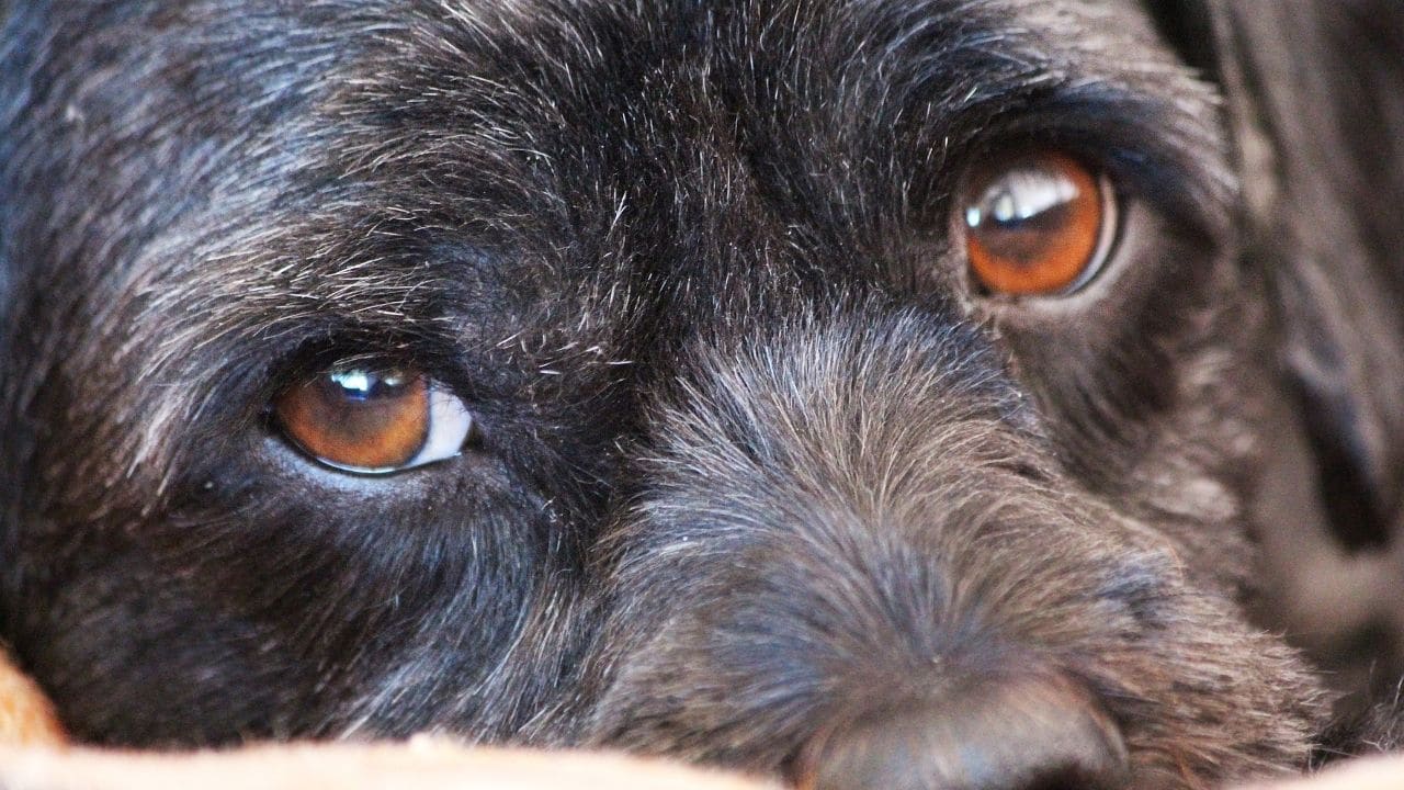 Growing Black Stain In A Dog S Lower Eyelid Good Or Bad