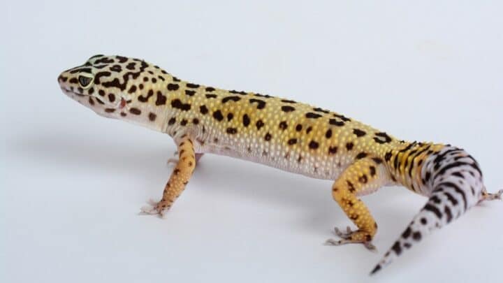 Leopard Geckos Toes Look Blackish Purple — What is Going On?