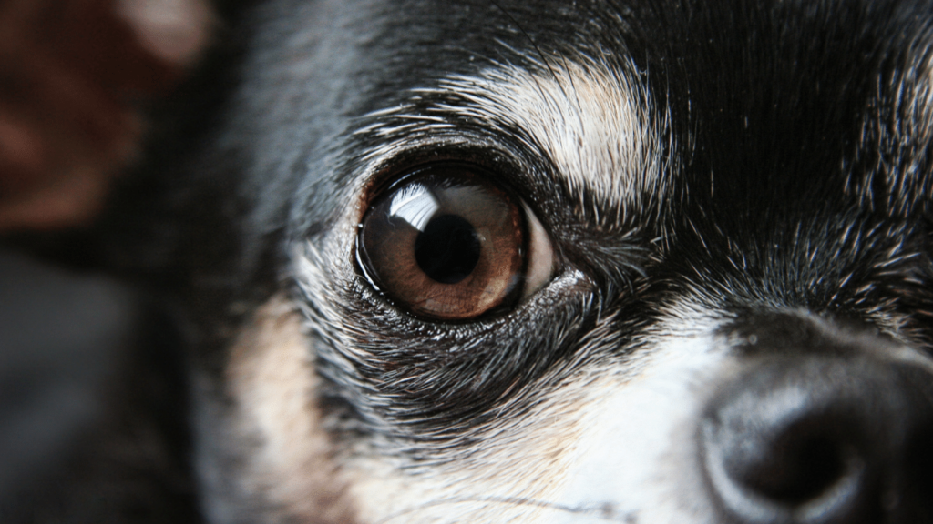 growing-black-stain-in-a-dog-s-lower-eyelid-good-or-bad