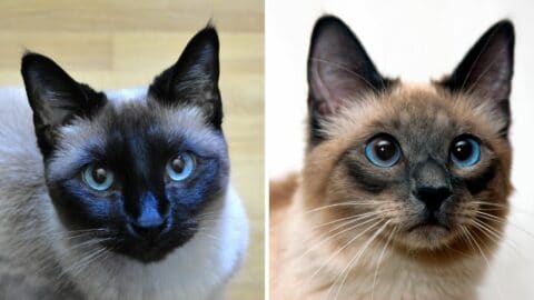 The Difference Between Chocolate and Seal Colorpoints on a Siamese Cat