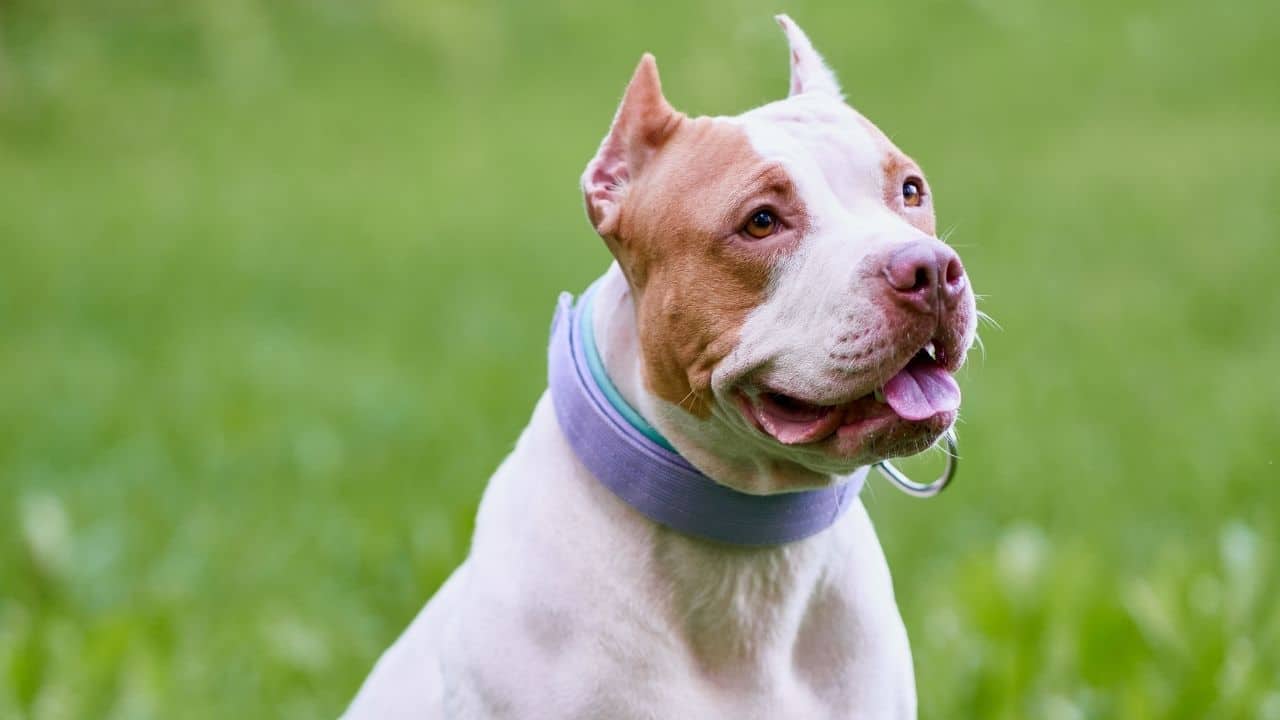 Pit Bull Service Dogs - Which Breed Is the Best?