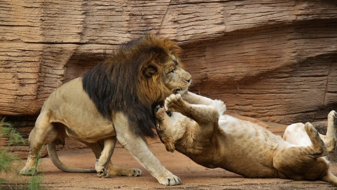 Do Lions Eat Other Lions? Oh, Really?!? – animalfoodplanet