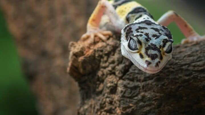 How Long Leopard Geckos Live – Wow, Crazy Long!