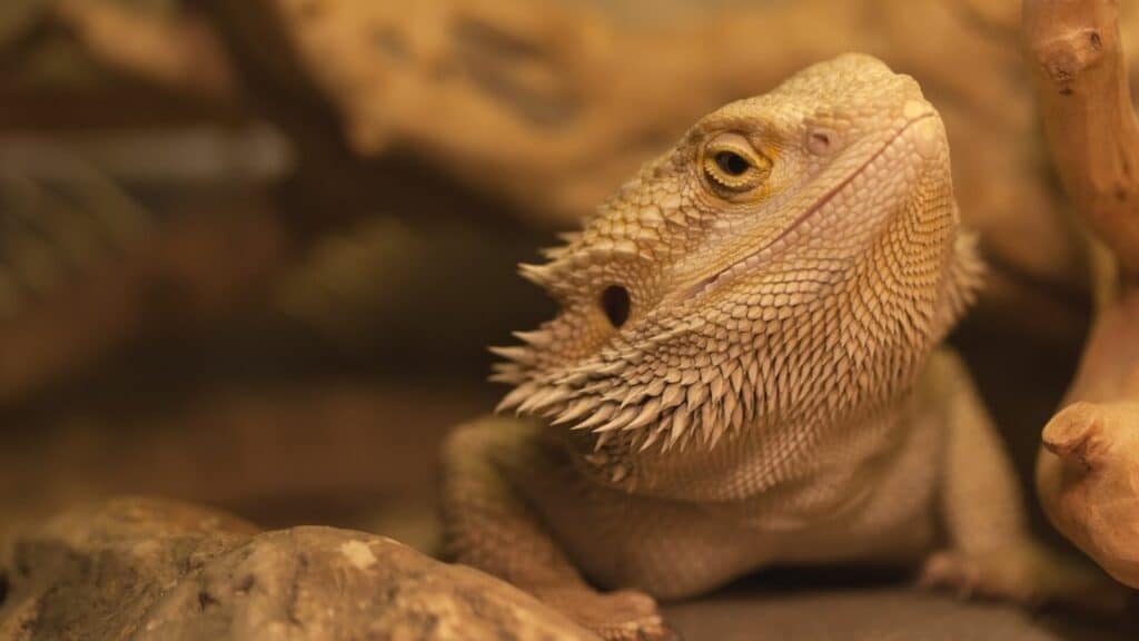 how-many-mealworms-to-feed-a-baby-bearded-dragon-oh-animalfoodplanet