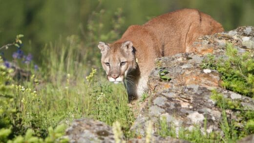 What Animals Eat Foxes? 13 Animals You Should Meet