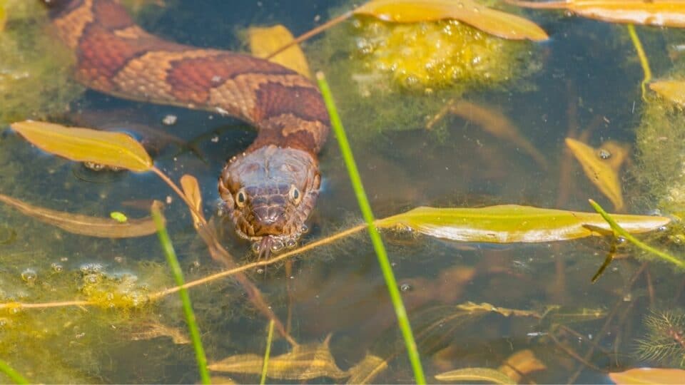 What Snakes Give Live Birth — Interesting! – Animalfoodplanet