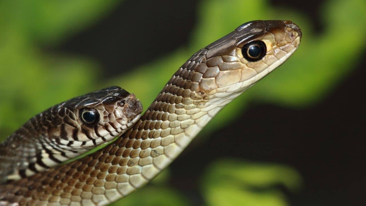 what-baby-rat-snakes-eat-let-s-see