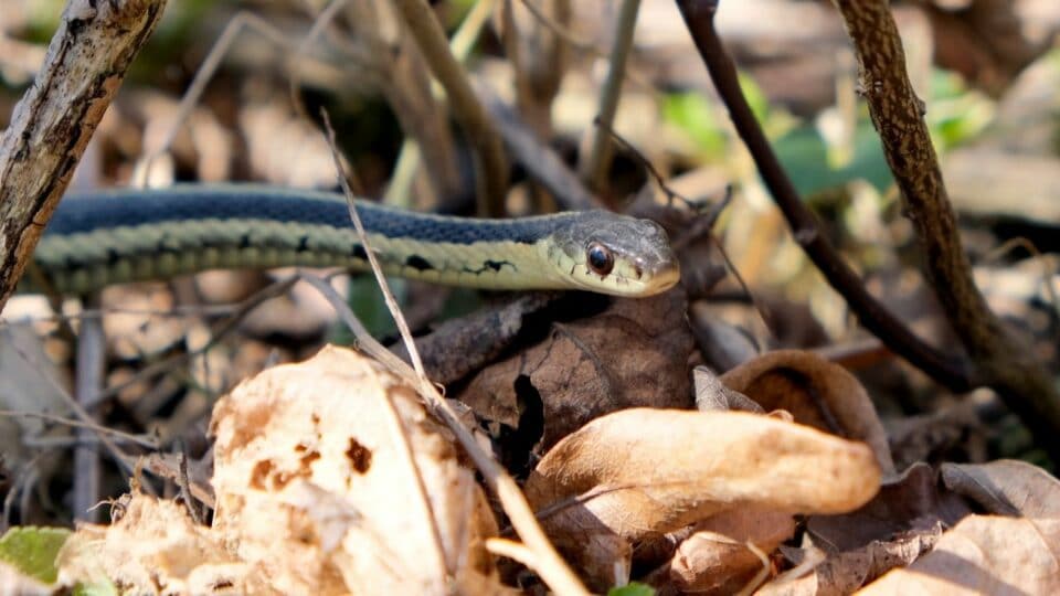 What Ribbon Snakes Eat — Wow! I’ll Get Those! – Animalfoodplanet