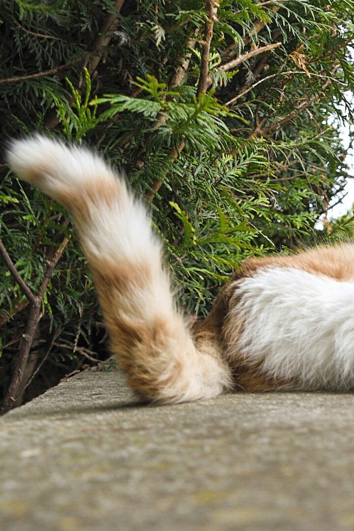 Why Do Cats Wag Their Tails While Lying Down? - 6 Reasons