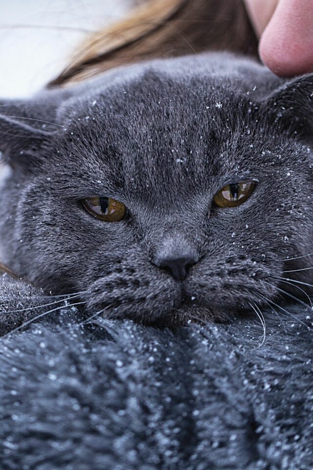 How Cold is Too Cold for Cats? The Revealing Truth! – animalfoodplanet