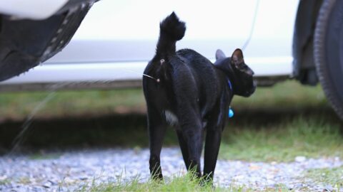 Do Female Cats Spray When in Heat? The Revealing Truth!