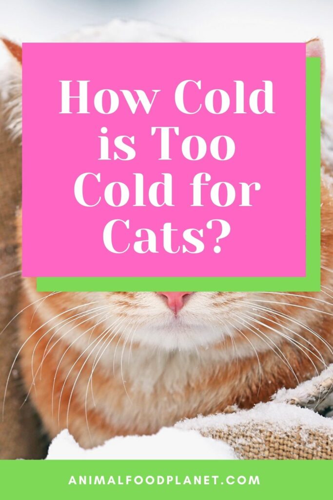 How Cold is Too Cold for Cats? The Revealing Truth!