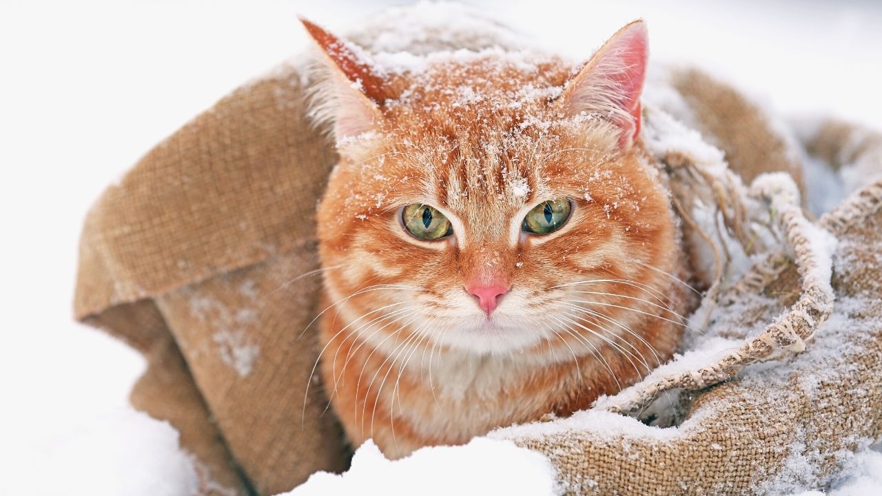 How Cold Is Too Cold For Cats The Revealing Truth