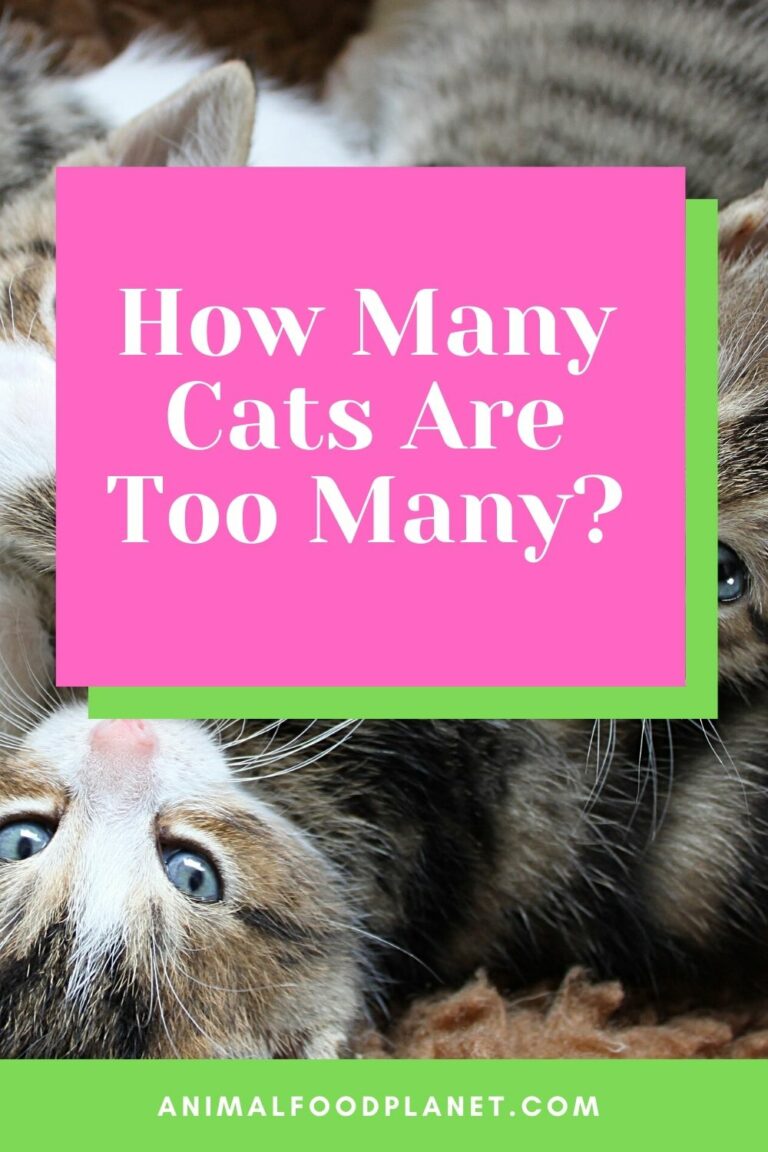 how-many-cats-are-too-many-the-correct-answer