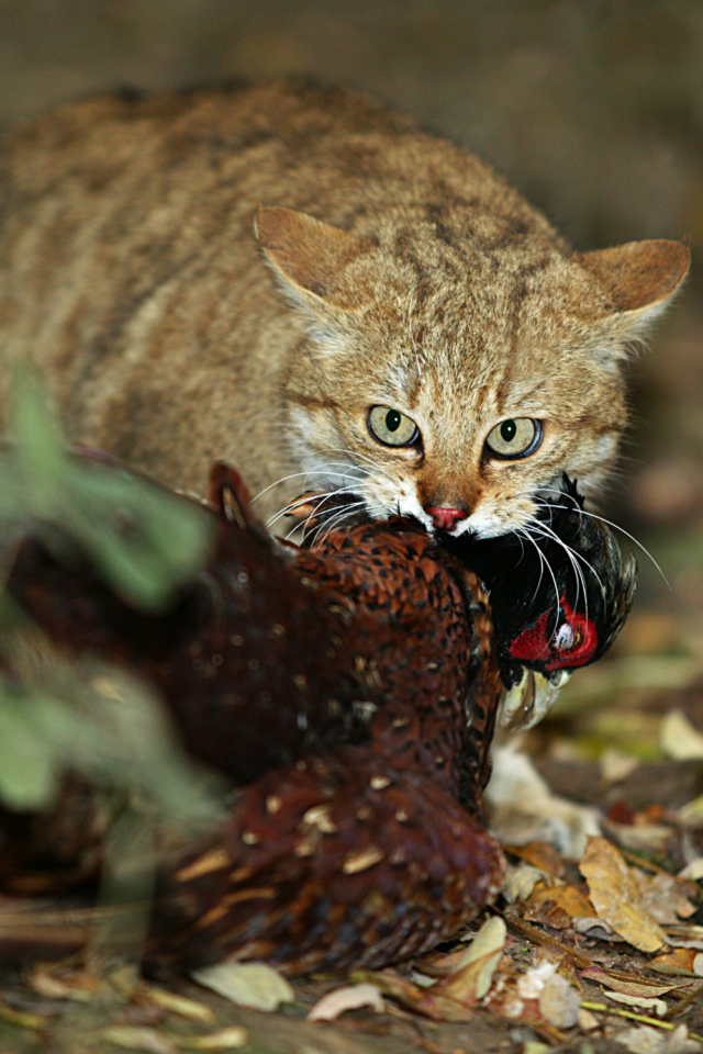 What Do Cats Eat in the Wild? 3 Surprising Types of Food