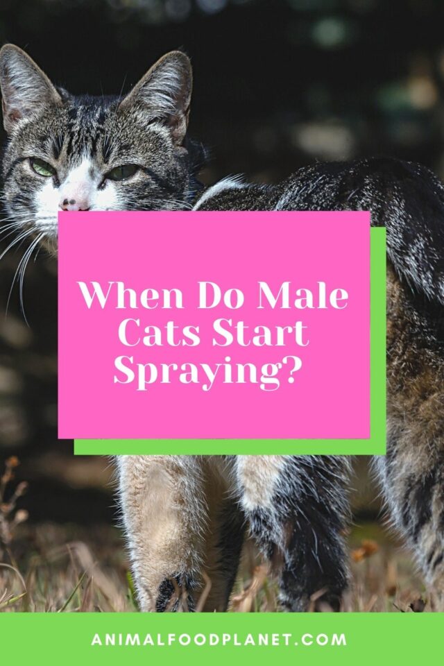 when-do-male-cats-start-spraying-1-best-answer