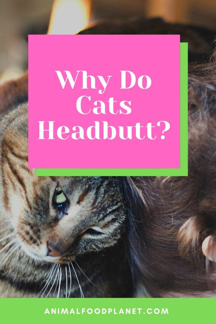 Why Do Cats Headbutt? 3 Stunning Reasons!