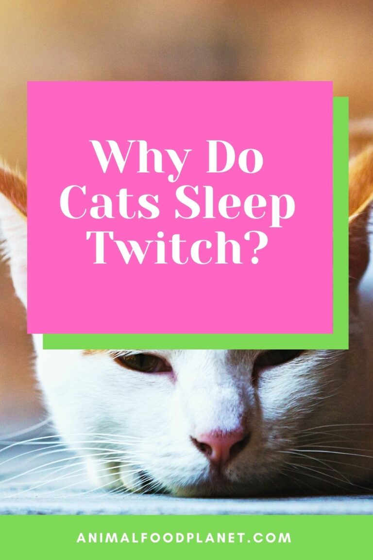 why-do-cats-twitch-in-their-sleep-5-interesting-reasons-animalfoodplanet