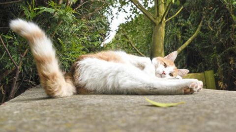 Why Do Cats Wag Their Tails While Lying Down? – 6 Reasons