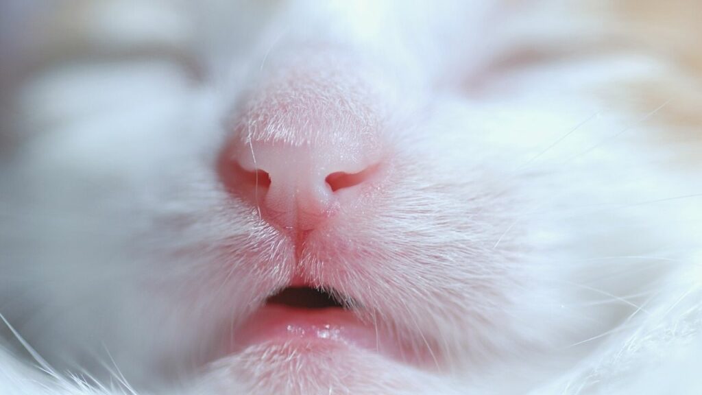 why-are-cats-noses-wet-5-shocking-reasons