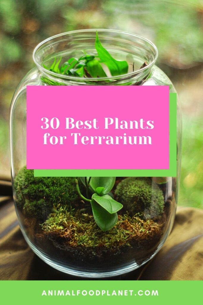 30 Best Plants For Terrarium 2022 Best Guide Animalfoodplanet   30 Best Plants For Terrarium 1 683x1024 