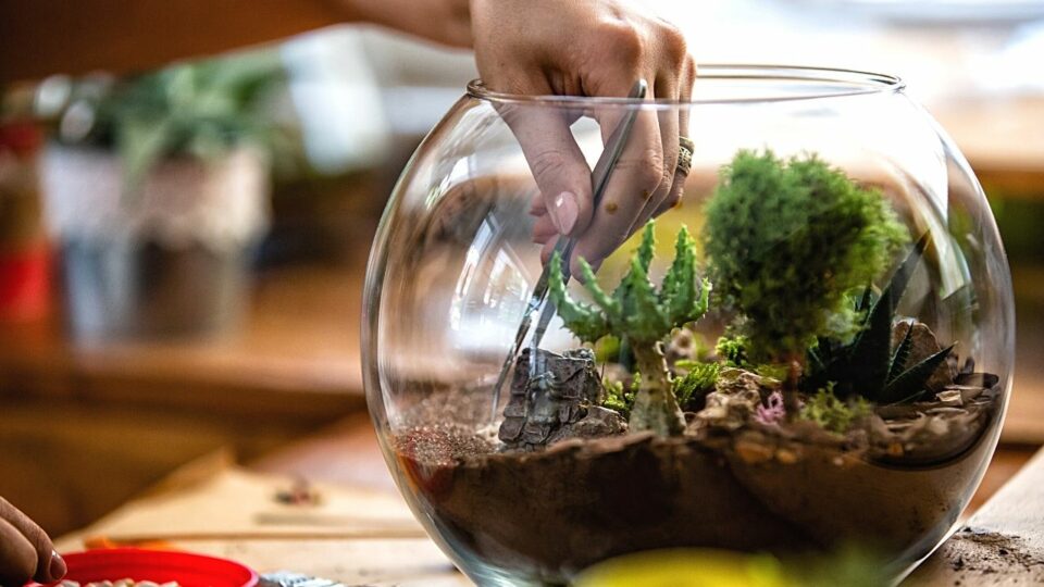 30 Best Plants For Terrarium 2022 Best Guide Animalfoodplanet   30 Best Plants For Terrarium 960x540 