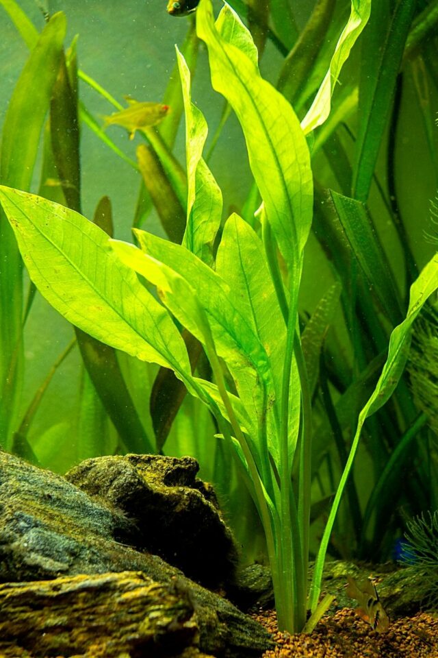 40 Best Plants For Betta Fish - Best Guide [2022]